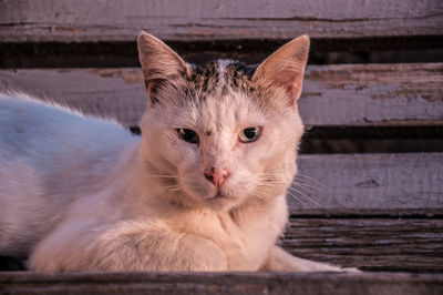 Close-up portrait of cat