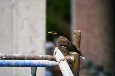 Close-up of bird perching on railing against wall