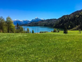 Scenic view of field by lake against clear blue sky