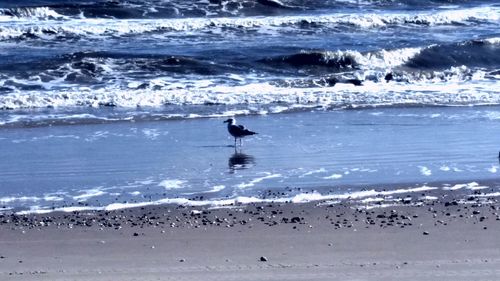 Seagulls perching on beach