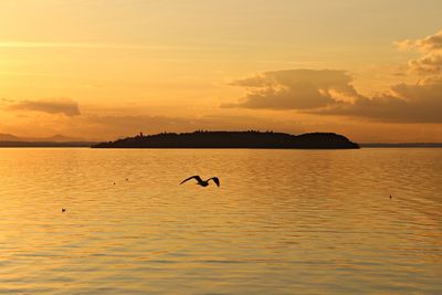 Silhouette birds flying over lake against sky during sunset