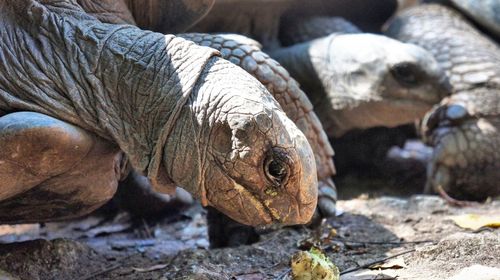 Close-up of an animal