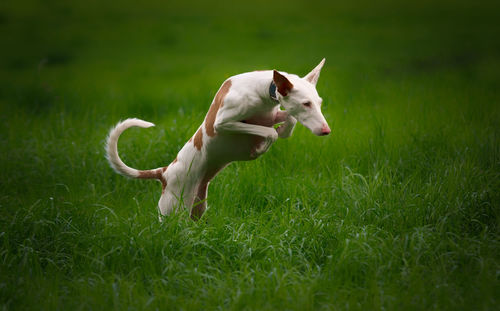 Dog lying on grass