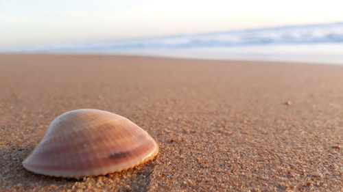 Close-up of seashell on beach