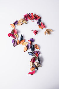 High angle view of multi colored dry flowers arranged over white background