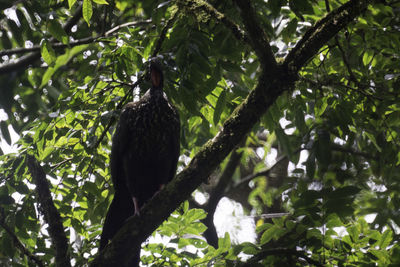 Low angle view of eagle perching on tree