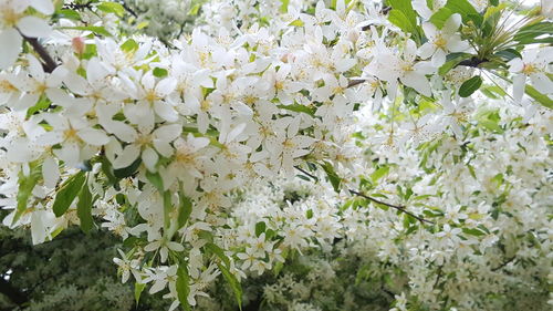 Close-up of white flowers blooming on tree