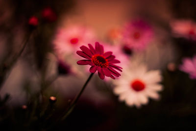 Close-up of pink flower