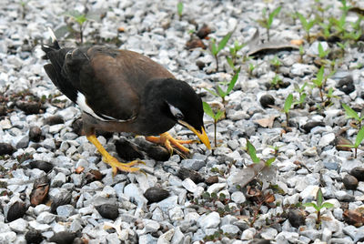 High angle view of duck on rock