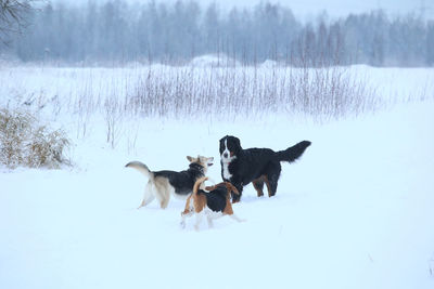 Dogs on snow covered land