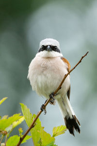 Close-up of bird perching on branch