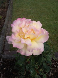 Close-up of pink flower blooming outdoors