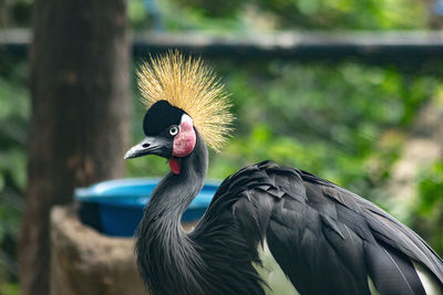 Black crowned crane in the zoo