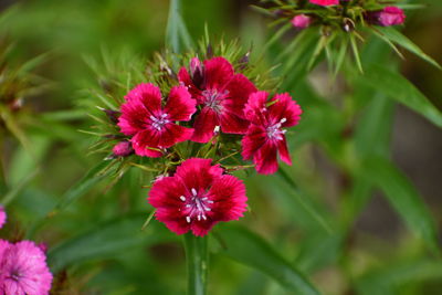 Close-up of pink flowering plant