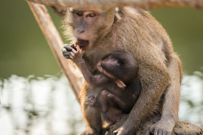 Close-up of long-tailed macaque eating food with infant in zoo