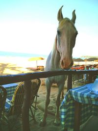 Horse standing on railing by sea against sky