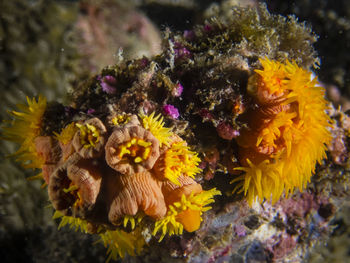 Close-up of coral in sea