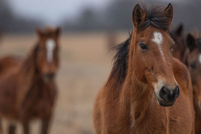Horses standing on field