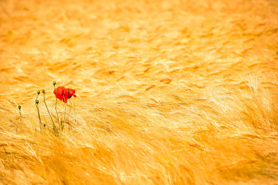 Close-up of red flower on field