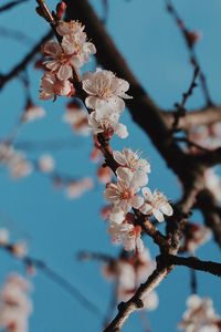 Close-up of cherry blossoms in spring