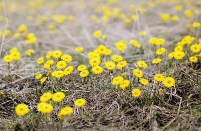 Close-up of yellow crocus flowers on field