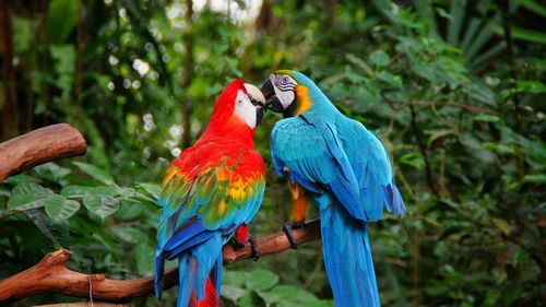 Macaw parrots perching on tree branch