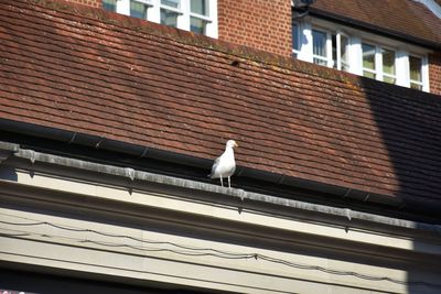 Low angle view of bird perching on roof of building