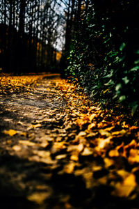 Surface level of autumn trees in forest