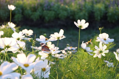 Close-up of bee on white flowers