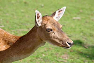 Close-up of roe deer