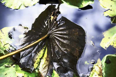 High angle view of water floating on leaf