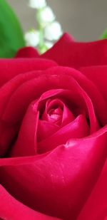 Close-up of red rose