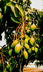 Close-up of fruits growing on tree against sky