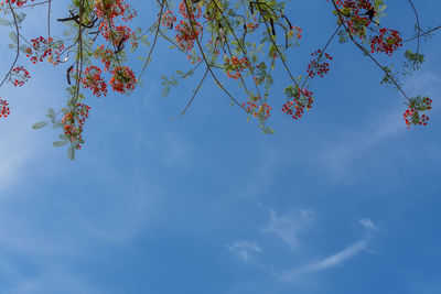 Peacock flower and sky, bottom view