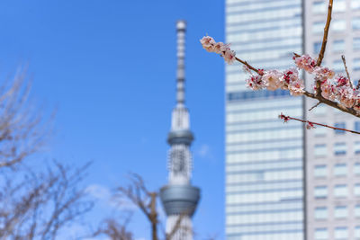 Branch of plum tree in bloom with the tokyo skytree tower in background.