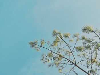 Low angle view of trees against clear blue sky