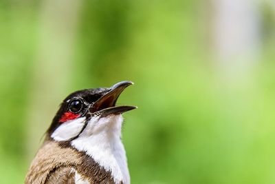 Close-up of a bird against blurred background