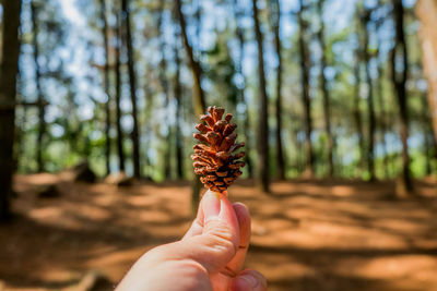 Extreme close up of hand holding pine cone