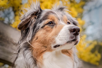 Close-up of dog looking away