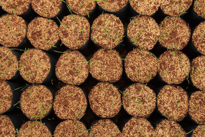 Full frame shot of small potted plants