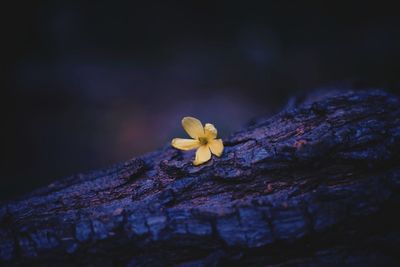 Close-up of yellow flower on tree trunk