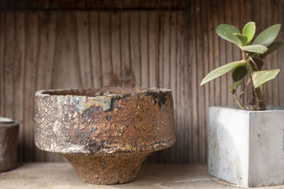 Close-up of potted plant