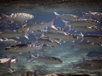 High angle view of fish in water