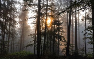 Sunlight streaming through trees in forest