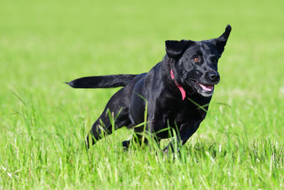 Action shot of a young black labrador retriever running through a field