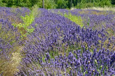 Purple flowers on field