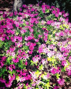 Close-up of pink flowering plants