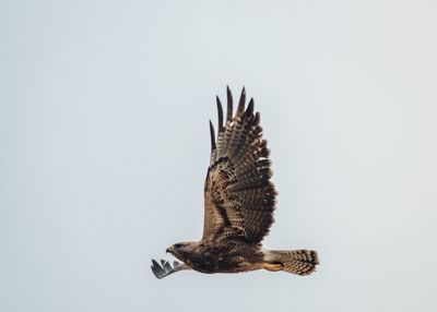 Low angle view of eagle flying against clear sky