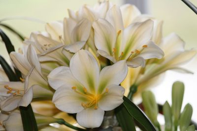 Close-up of white flowering plants