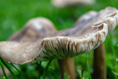 Close-up of mushroom growing on field